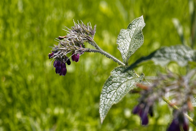 Jardin Botanique de la Bastide-064